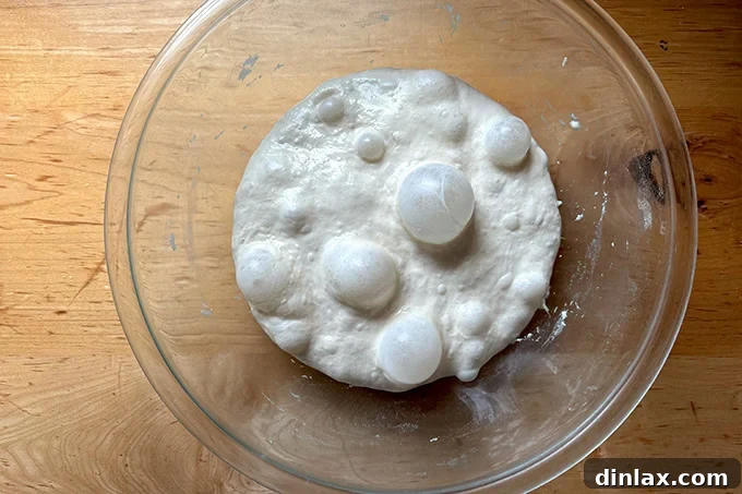 Giant sandwich roll dough, after an overnight rise, its surface nice and bubbly.