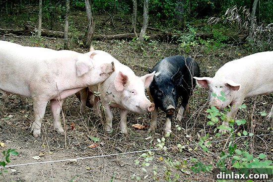 Happy Iberian pigs foraging naturally in a wooded pasture, a key element to the quality of Jamón Ibérico.